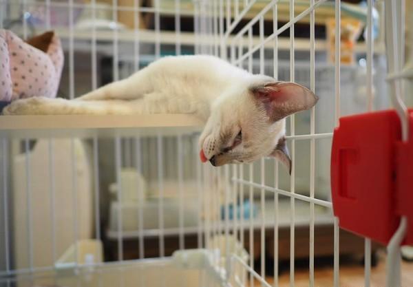 科技宠儿全新体验，猫咪网址最新汇总