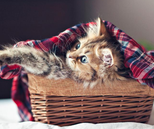 猫咪社区最新动态，猫趣与温情的聚集地