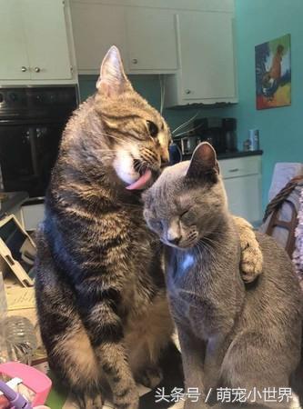 喵咪最新版下载，开启温馨的猫缘日常之旅